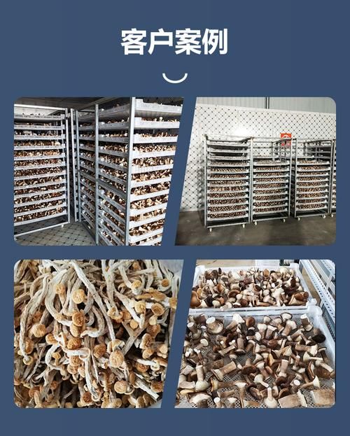 小型蘑菇烘干机多少钱一台