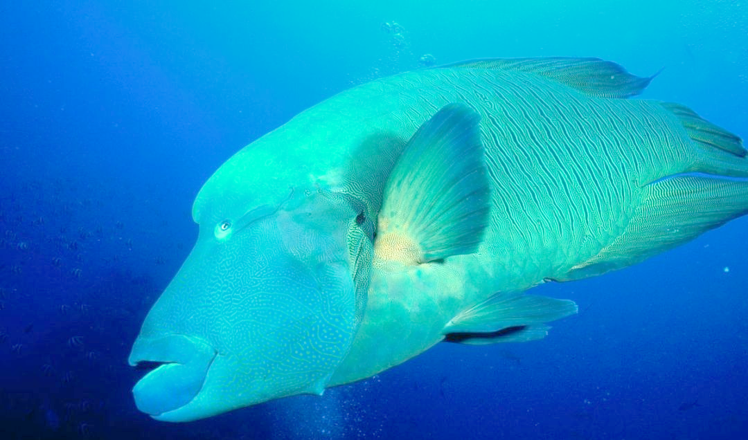 苏眉鱼:一种色彩艳丽且体型巨大的珊瑚鱼类