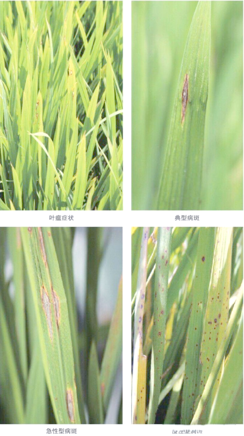 稻瘟病:水稻的重要病害及防治方法