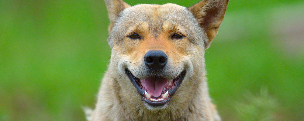 狗对主人龇牙该不该打?