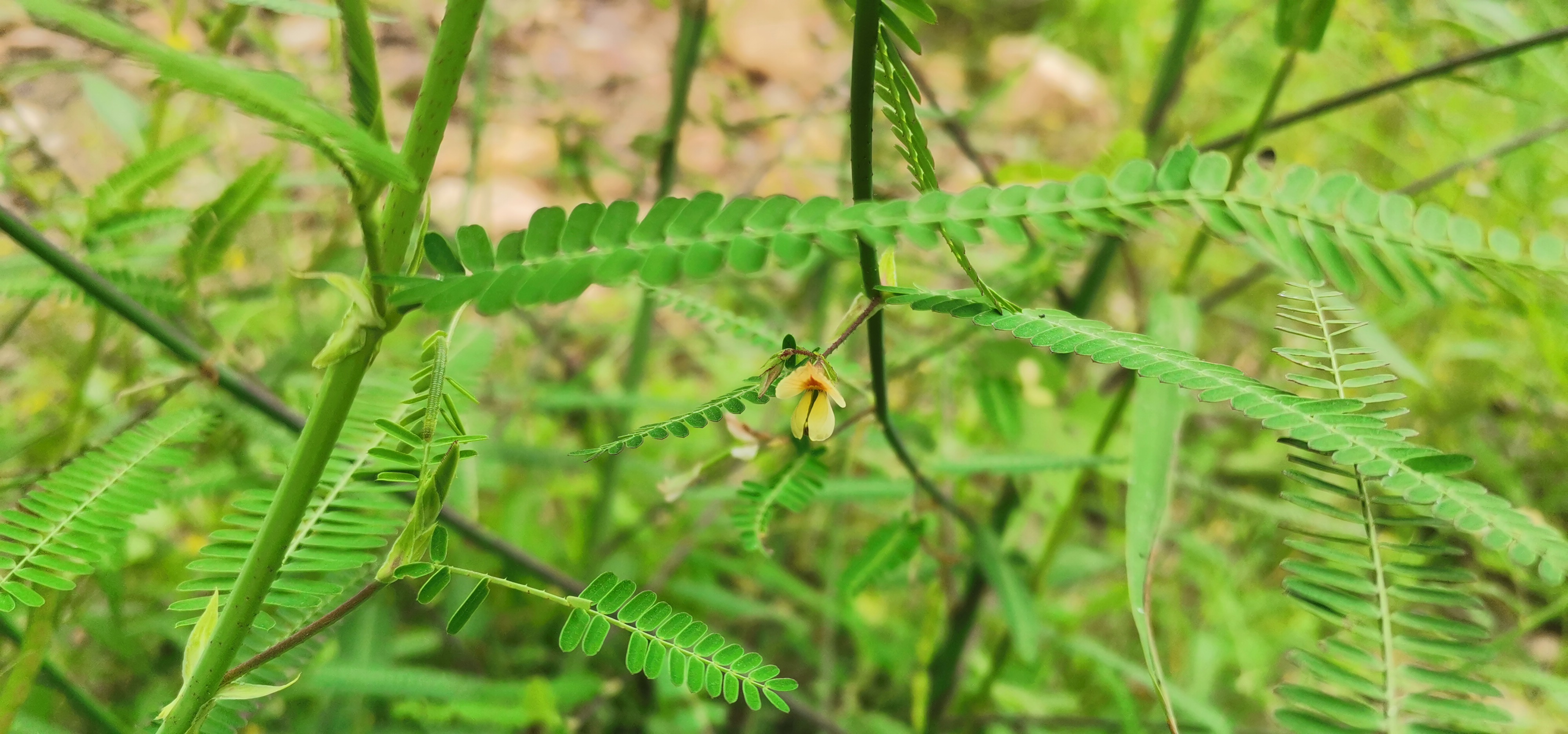 合萌以全草或梗,根入药,也叫梗通草