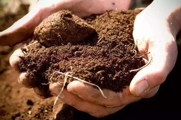 用砂质土壤种植的 