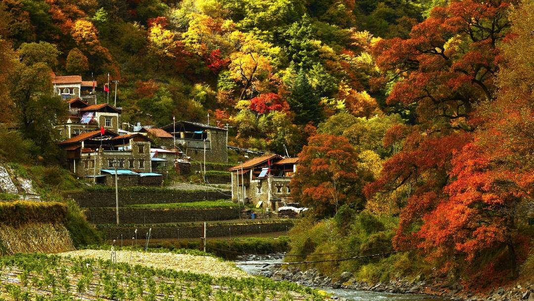 四川理县米亚罗红叶温泉冰雪季11月20日启幕 四条旅游线路等你来