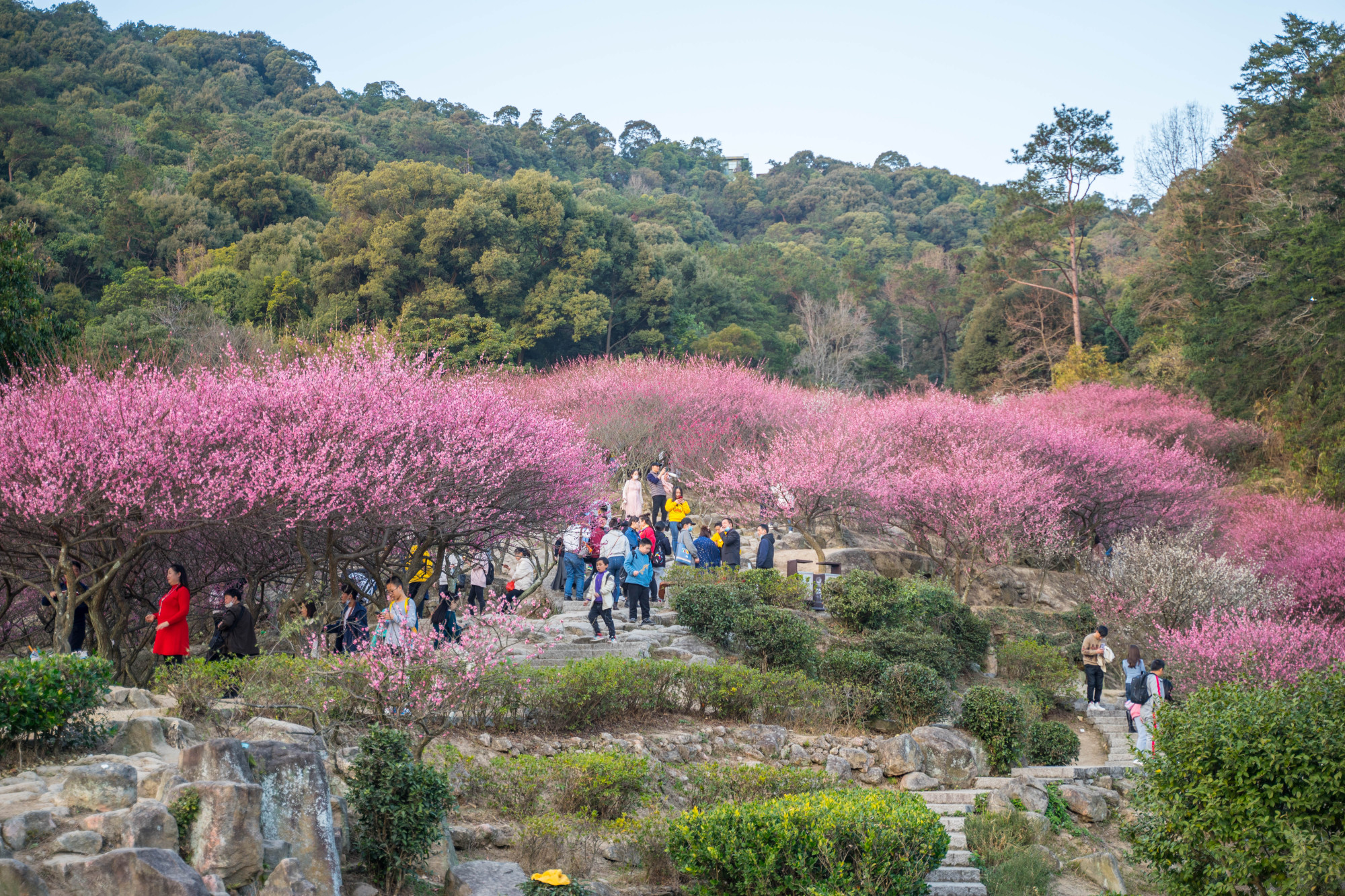 福州鼓山梅里:相怀梅园,山谷红梅花枝俏