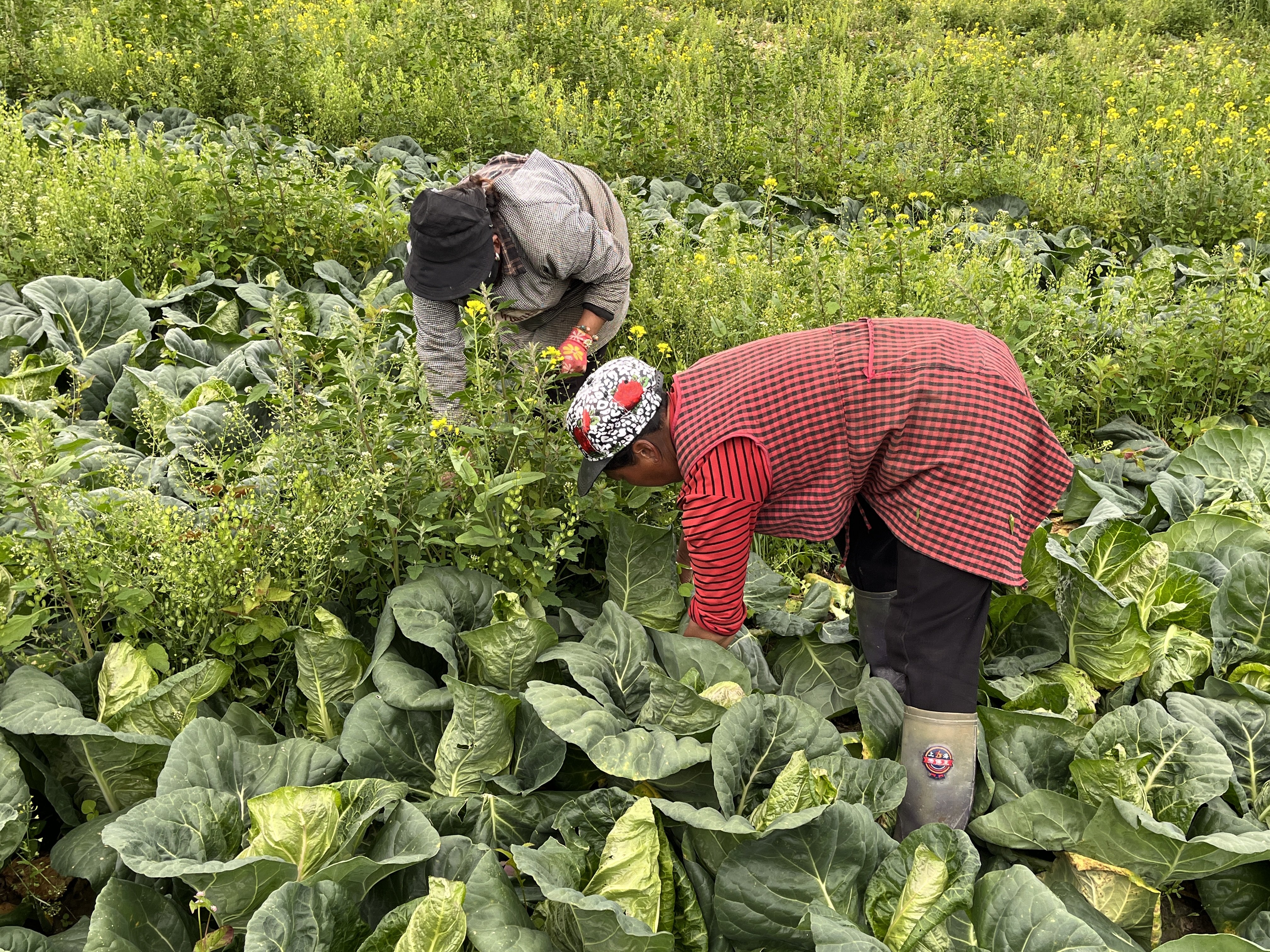「阿坝发展万象新」黑水:蔬菜丰收菜农忙 种出致富好"钱"景