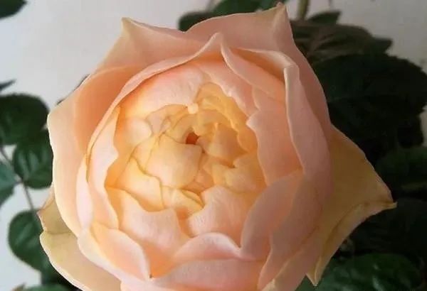 抗病耐热的珊瑚心系列阳台月季品种