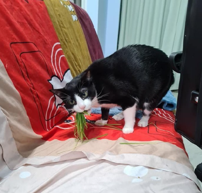主人打开监控,发现猫咪在家盯着一颗猫砂看了整整30分钟 主人打开监控,发现猫咪在家盯着一颗猫砂看了整整30分钟