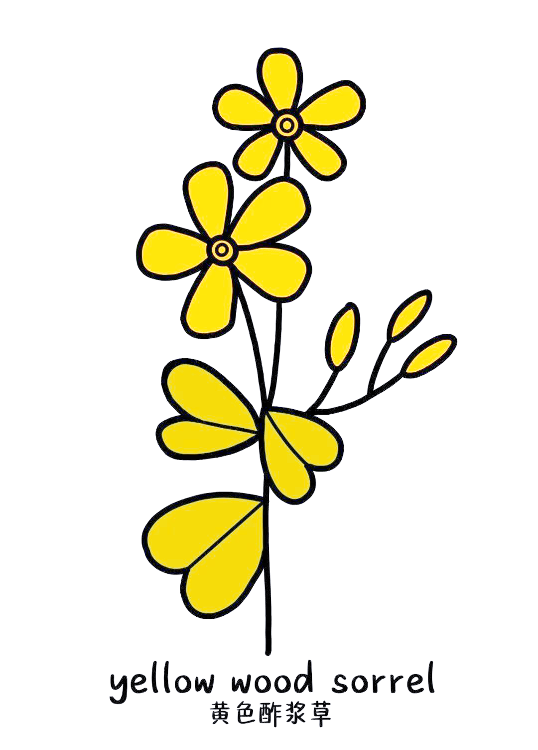 多种花卉的简笔画与花语解析