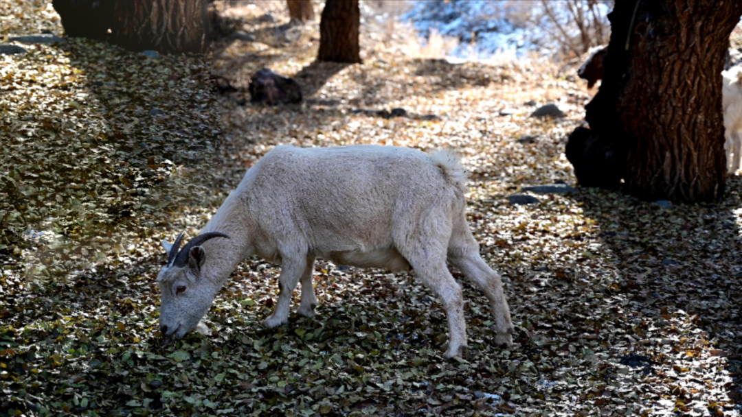 名"羊"天下的冰碴驹骊,究竟有什么与众不同?