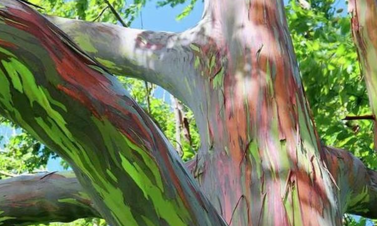 彩虹木是天然的吗