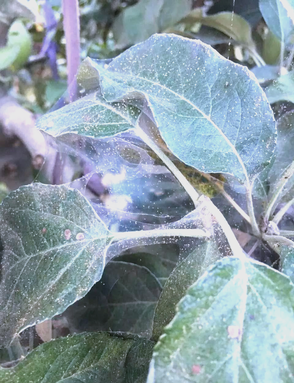 夏季白蜘蛛防治策略,保障作物安全与品质