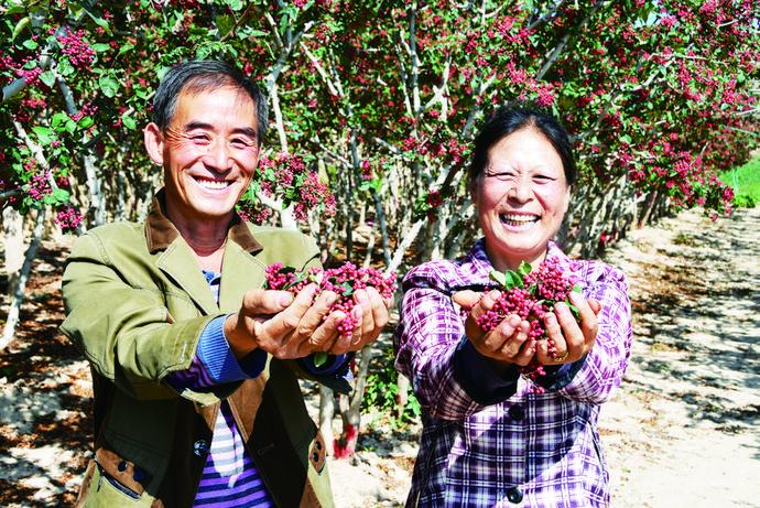 花椒丰收采摘忙