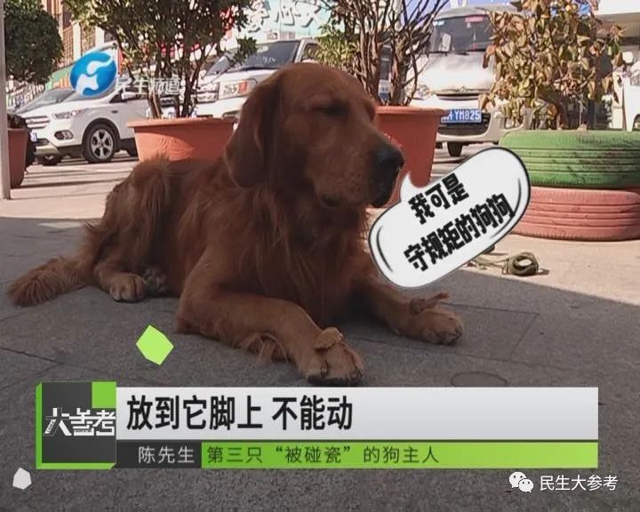 厉害了!碰瓷碰到狗身上去了?