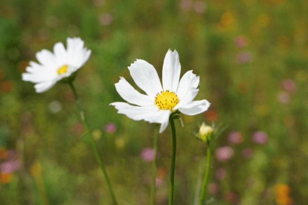 8亩五彩花海来袭!奉贤江海村秋英花海绽放要你来赏