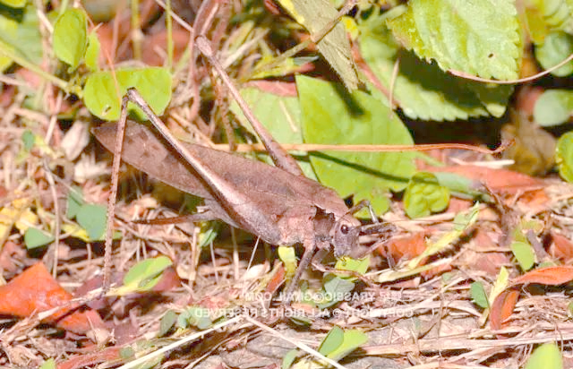 「鸣虫探秘」8月6日 纺织娘的多样世界