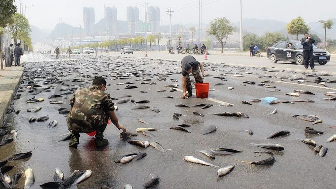 天上下鱼图片