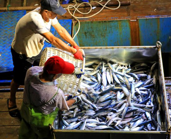 台州玉环:捕捞归来鱼满仓