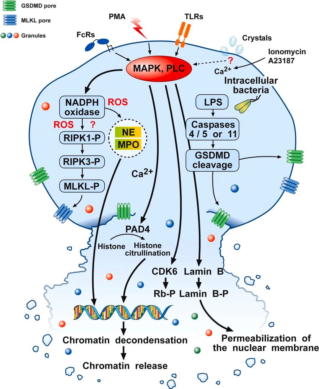 癌症中的中性粒细胞胞外诱捕网(nets),3幅图入门!