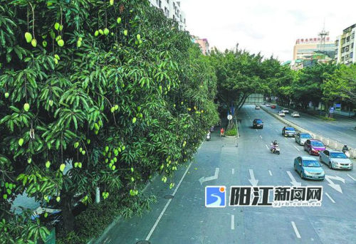 绿化芒早已吸取尾气和虫药"精华"