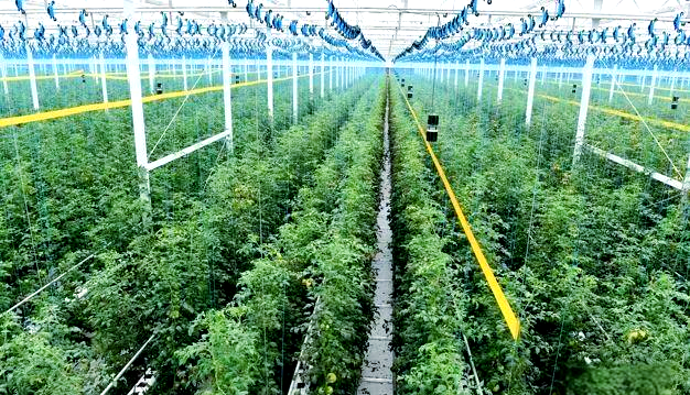 苦参·印楝素:天然植物防虫剂的创新应用与优势