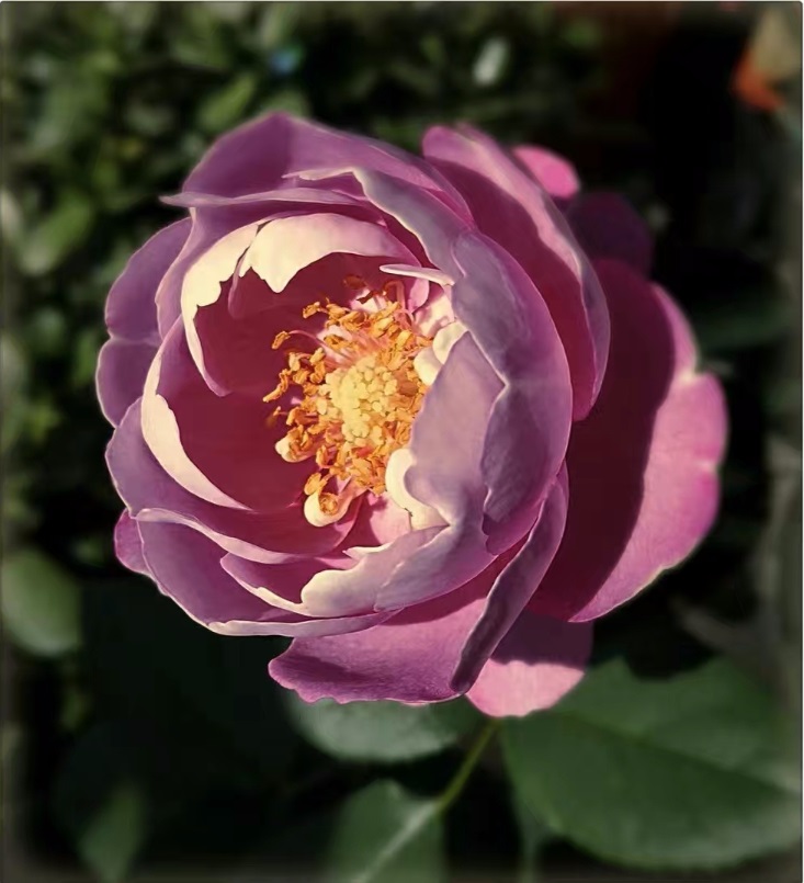 以香闻名的月季—羊脂香水,花美如芍药,芬芳馥郁,四季能赏花