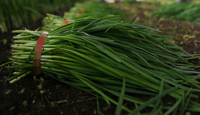 资料图 韭菜 新华社记者王建威摄
