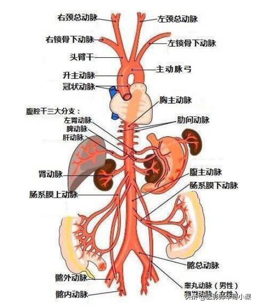 「血管解剖」人体血管详细解剖图