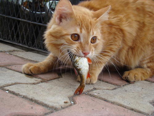 笑喷了,这么小的猫咪,竟然吃比自己都大的鱼