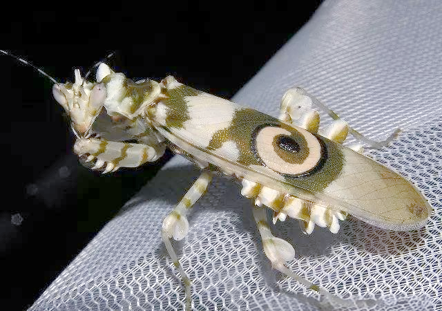 刺花螳螂:背上图案似数字9,气质不输兰花螳螂