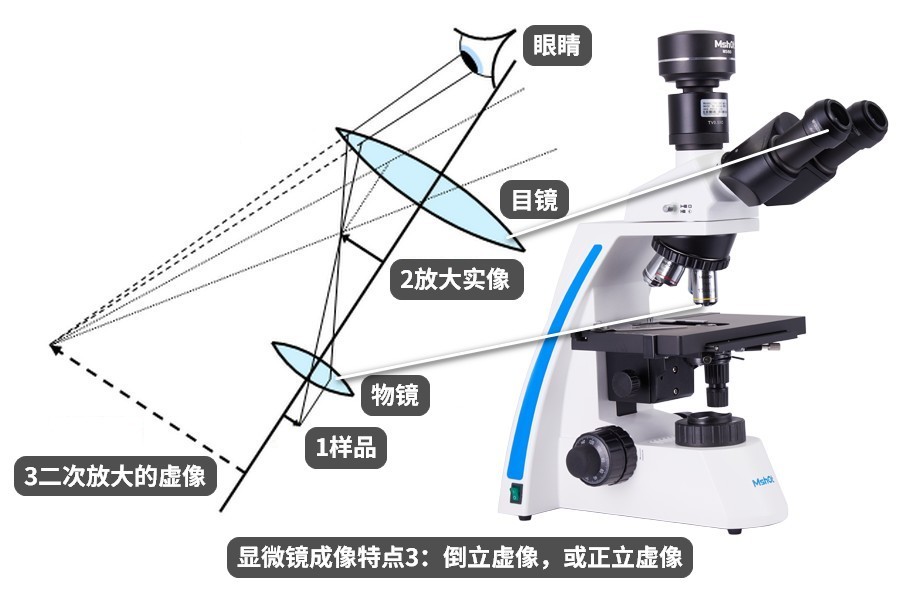 显微镜成像特点图片