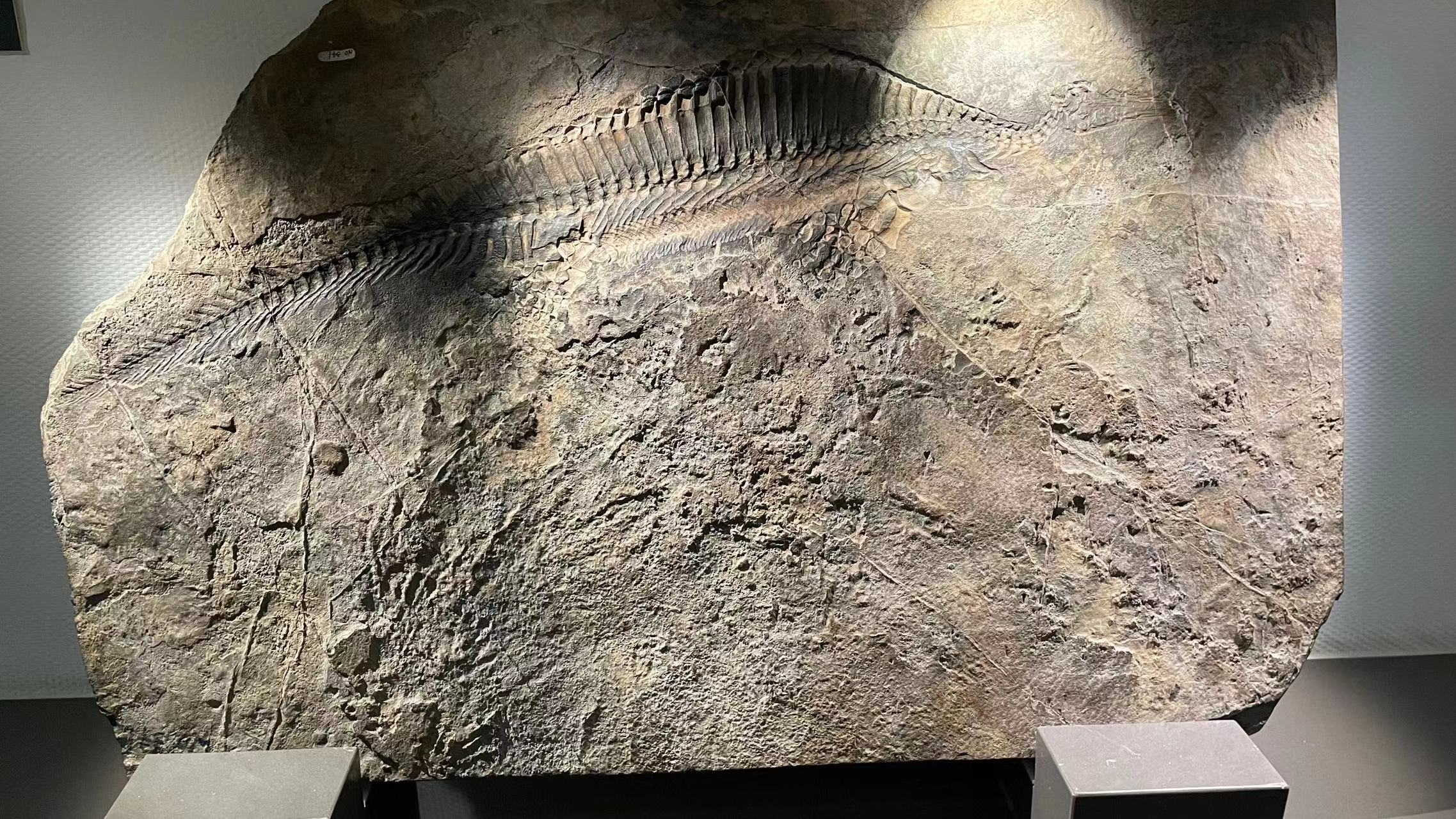 北京游玩︱走进中国地质博物馆，感受地球脉动，来一场跨时空对话插图