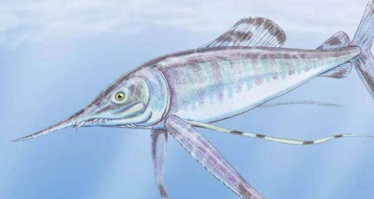 spuddles是什么生物