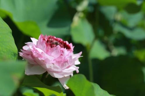 古猗园神奇宝贝"千瓣莲"