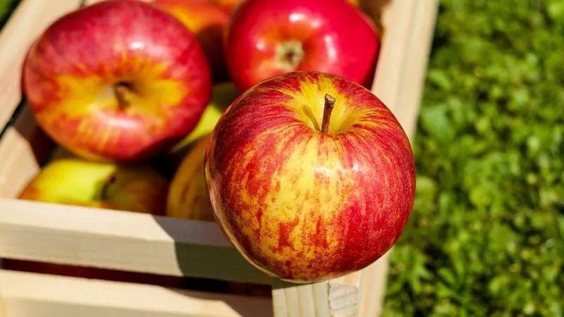 「press release」washington apple week: grown with goodness