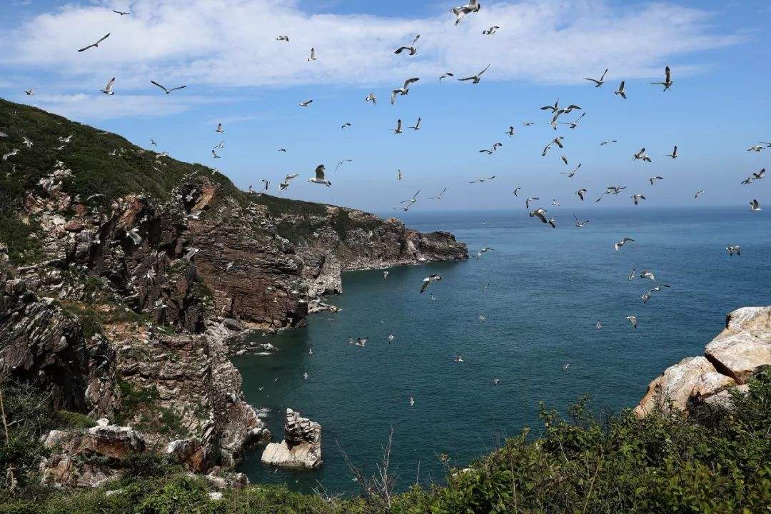 中國有多少個蛇島,為何大連蛇島上的蛇越來越兇猛?