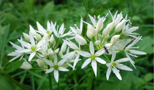 每日一花:野蒜:铃阁宴盘留薤白