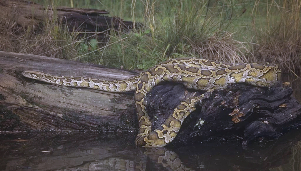 缅甸蟒:世界上巨型的蛇类之一