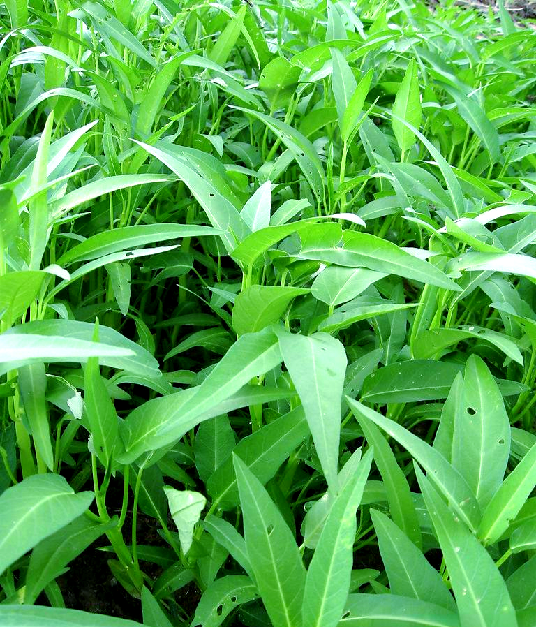 空心菜:营养丰富的绿色健康食品