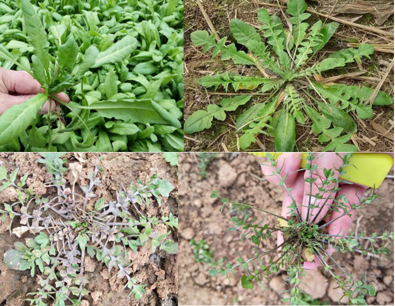 「野草志」认菜荠荠(假冒荠菜的野草大全)