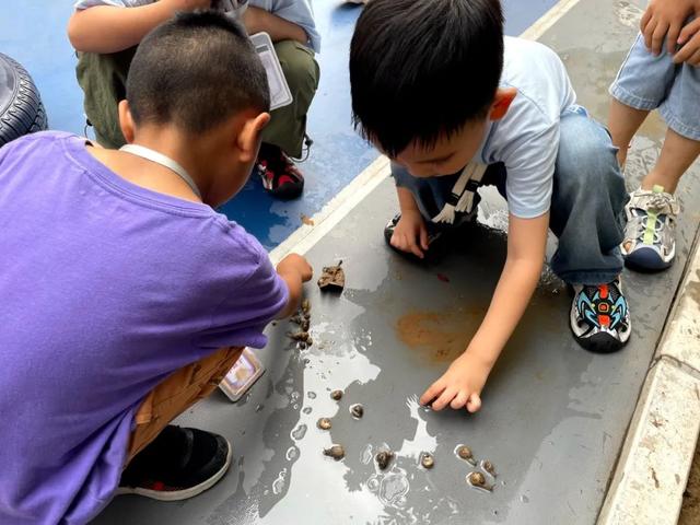 「班级课程故事」小蜗牛 大发现——香山路幼儿园中二班
