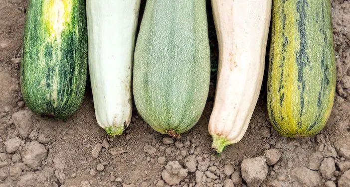 全身是宝的栉瓜,从花到瓜都能创意料理