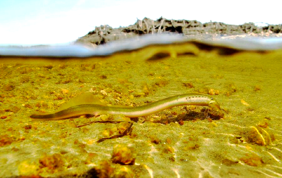 雷氏七鳃鳗:一种独特而濒危的淡水生物