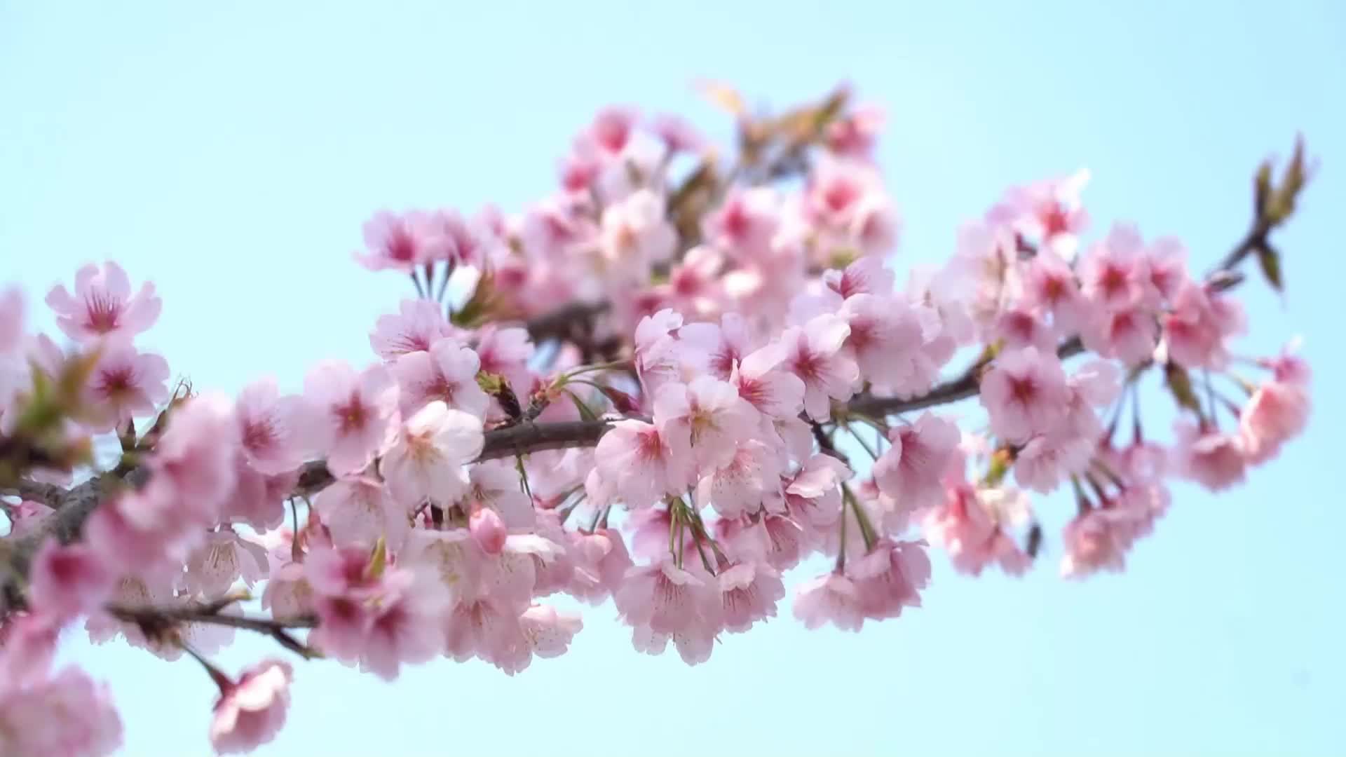 樱花盛开!上海顾村公园迎来游览热潮