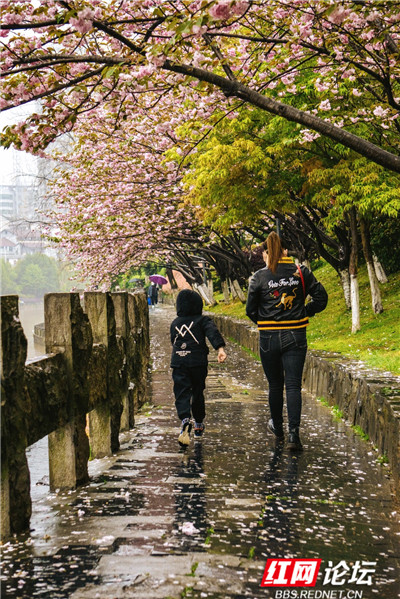 天青色等雨而我在等你,雲覽春風細雨中的懷化春色