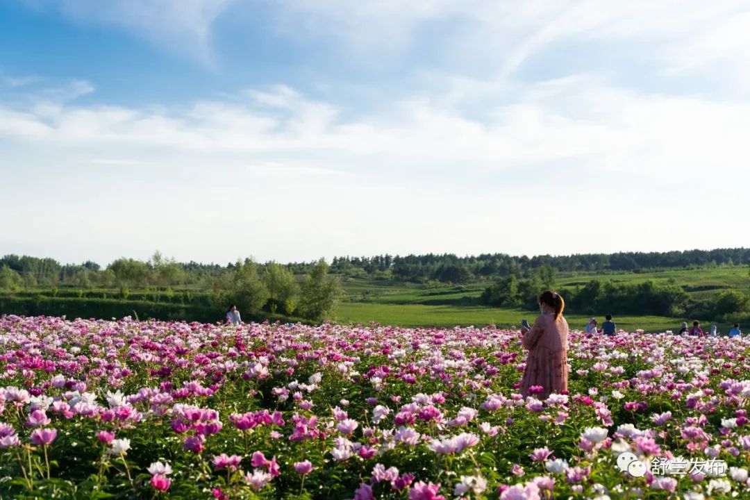 舒兰的这片花海分分钟美爆你的朋友圈