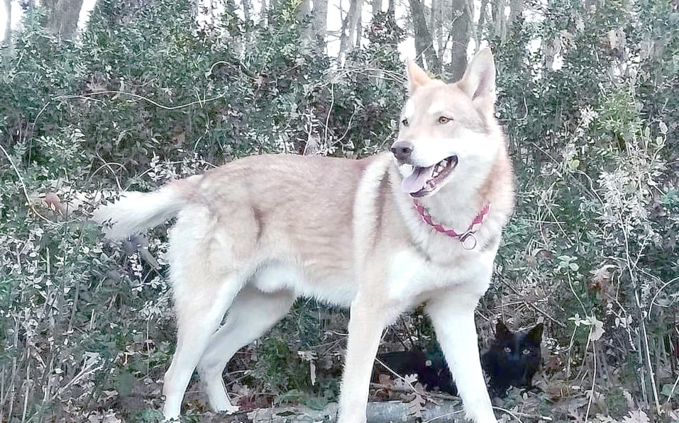 萨尔路斯猎狼犬的体毛分为两层,外层毛质粗糙但较短,内层毛则致密厚实