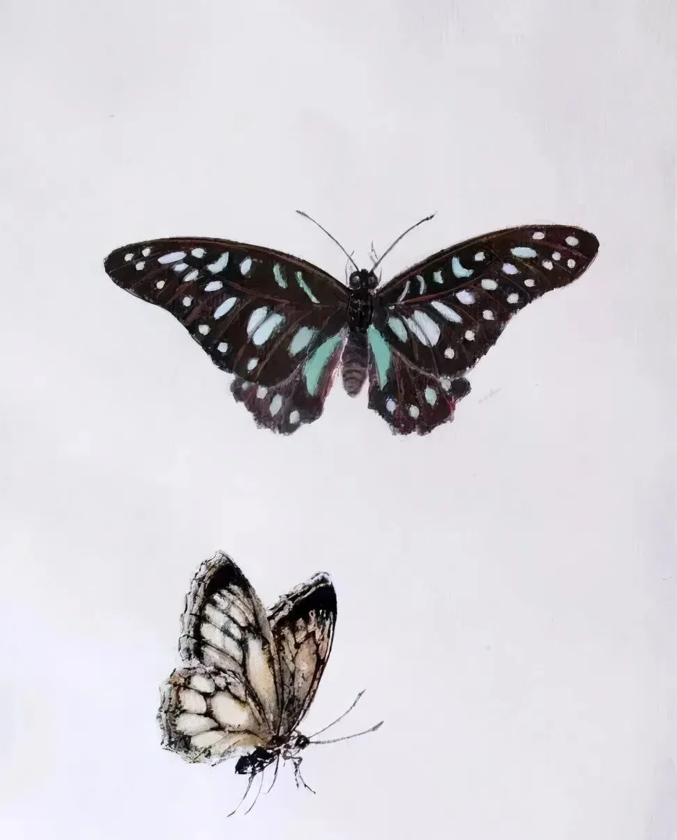 众多工笔蝴蝶图,美不胜收!