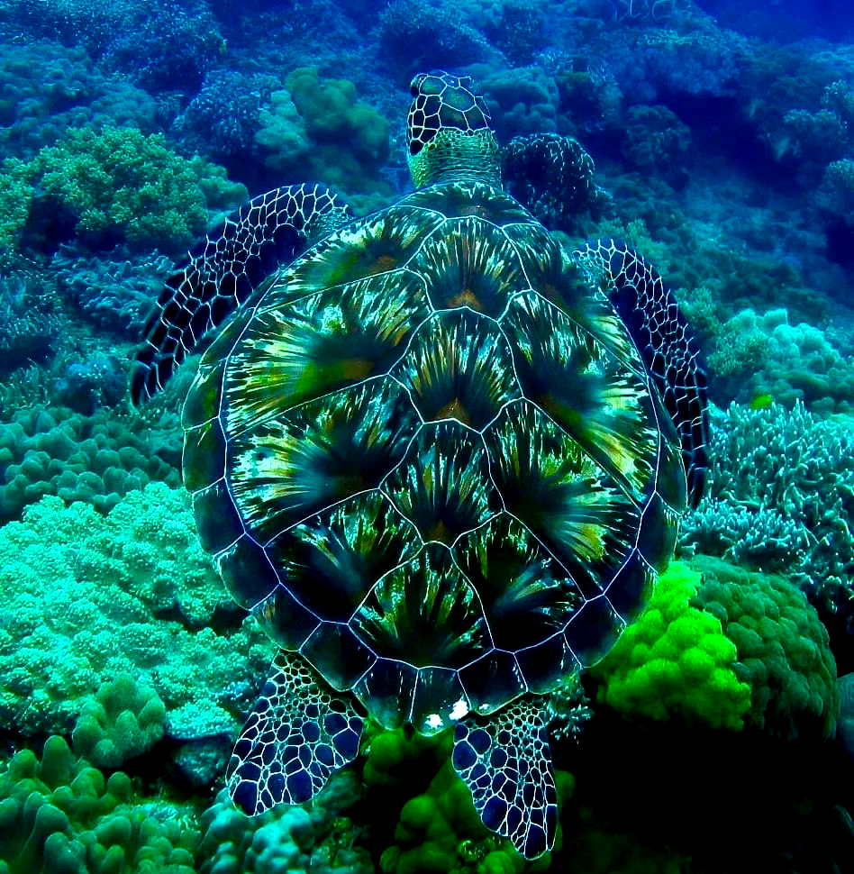 探索大自然的奇妙世界:众多令人惊艳的生物发现