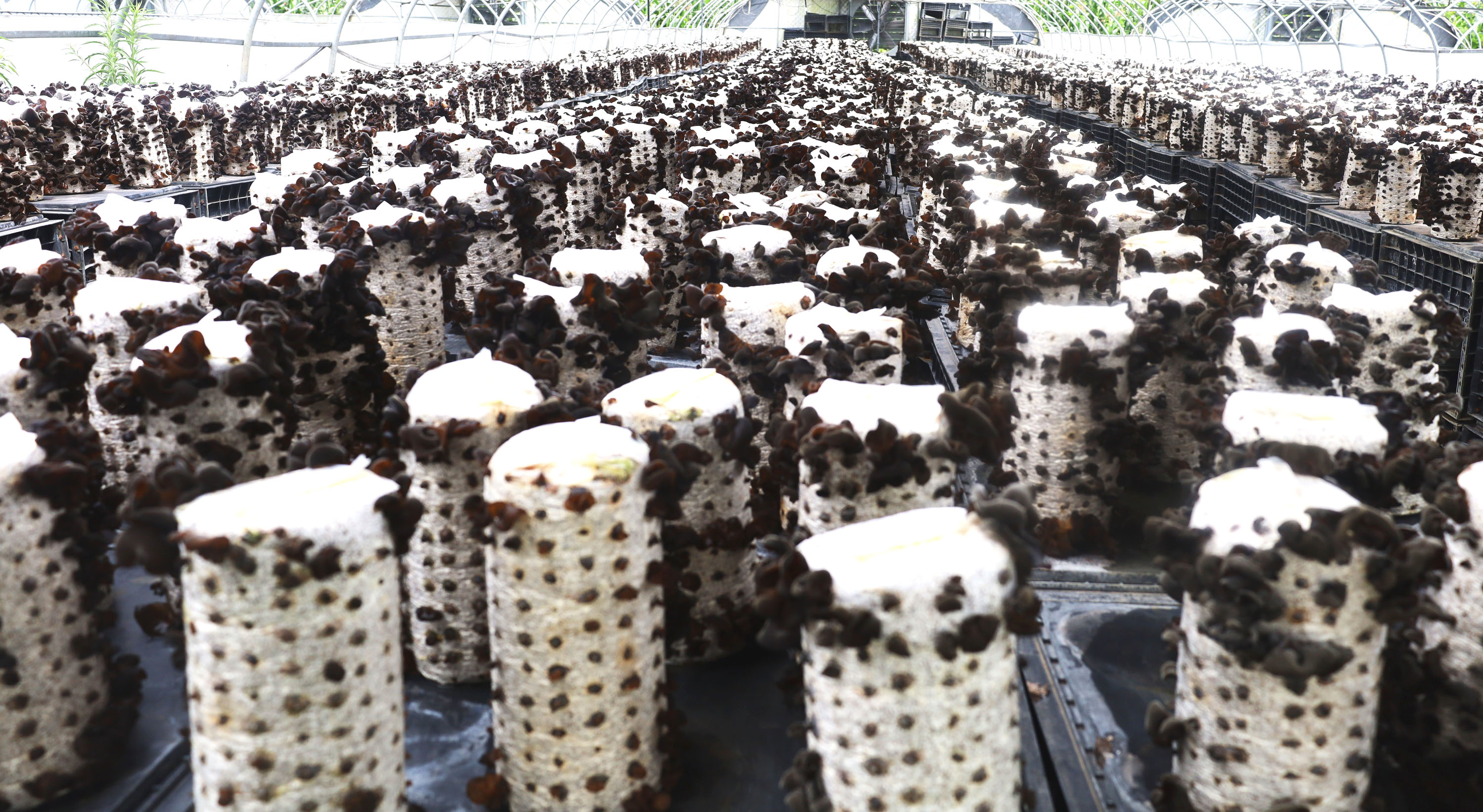 纳雍县乐治镇55万棒木耳进入采摘旺季