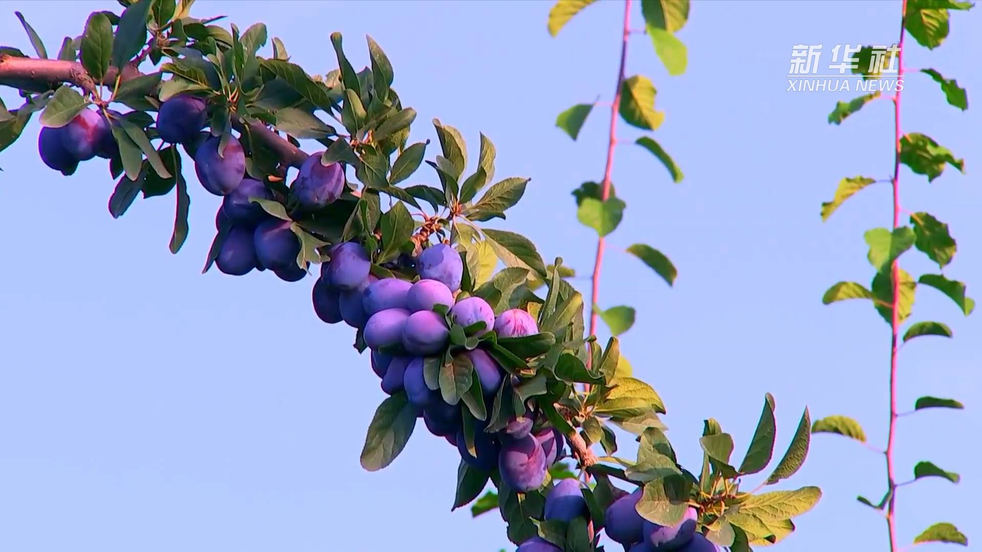 新疆莎车:西梅种植助力农户增收